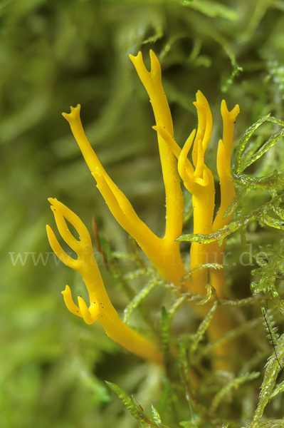 Klebriger Hörnling (Calocera viscosa)