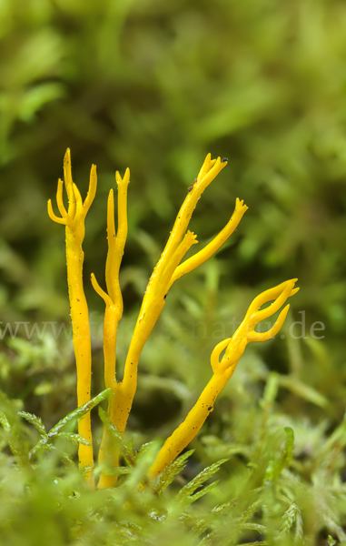 Klebriger Hörnling (Calocera viscosa)