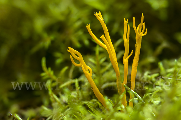 Klebriger Hörnling (Calocera viscosa)