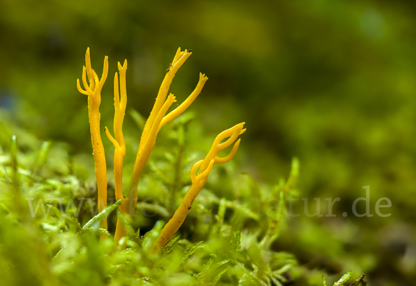 Klebriger Hörnling (Calocera viscosa)