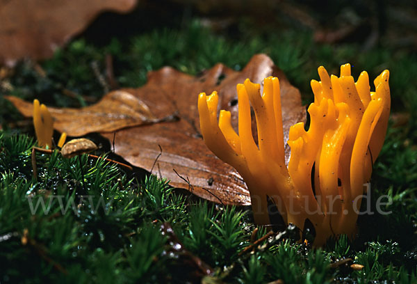 Klebriger Hörnling (Calocera viscosa)