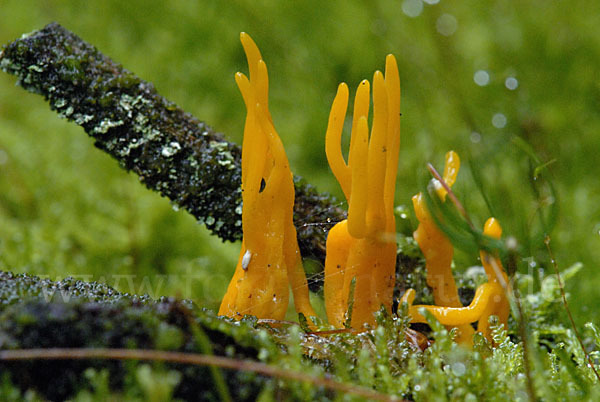 Klebriger Hörnling (Calocera viscosa)