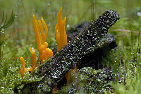 Klebriger Hörnling (Calocera viscosa)