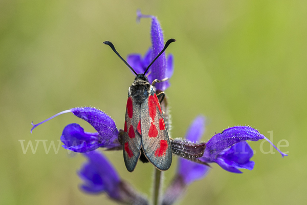 Klee-Widderchen (Zygaena trifolii)