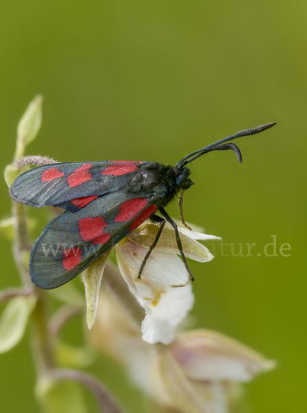 Klee-Widderchen (Zygaena trifolii)