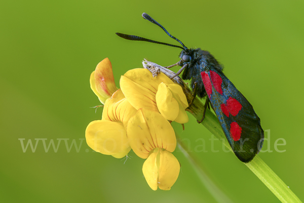 Klee-Widderchen (Zygaena trifolii)