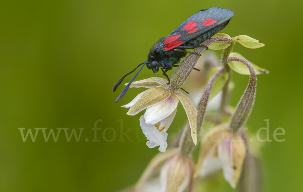 Klee-Widderchen (Zygaena trifolii)