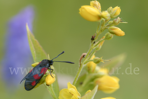 Klee-Widderchen (Zygaena trifolii)