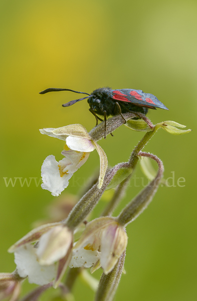 Klee-Widderchen (Zygaena trifolii)