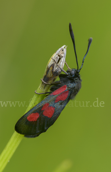 Klee-Widderchen (Zygaena trifolii)