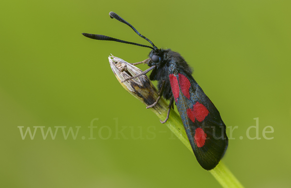 Klee-Widderchen (Zygaena trifolii)