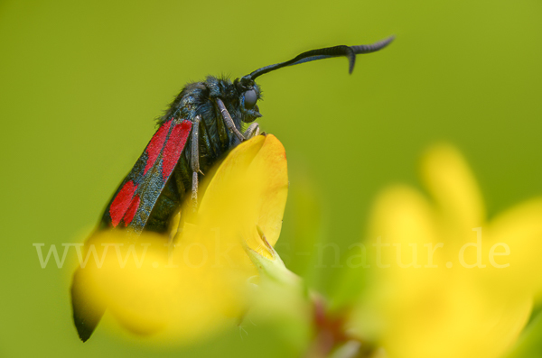 Klee-Widderchen (Zygaena trifolii)