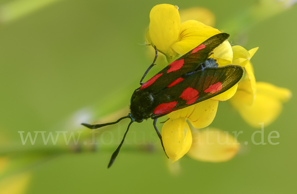 Klee-Widderchen (Zygaena trifolii)