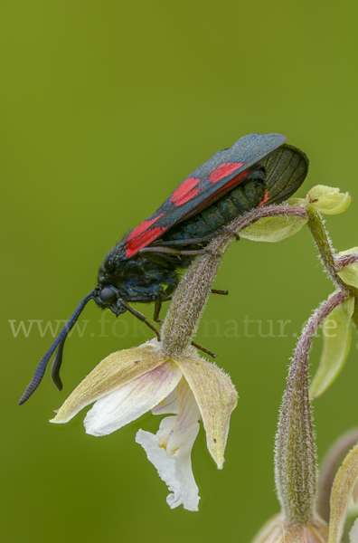 Klee-Widderchen (Zygaena trifolii)