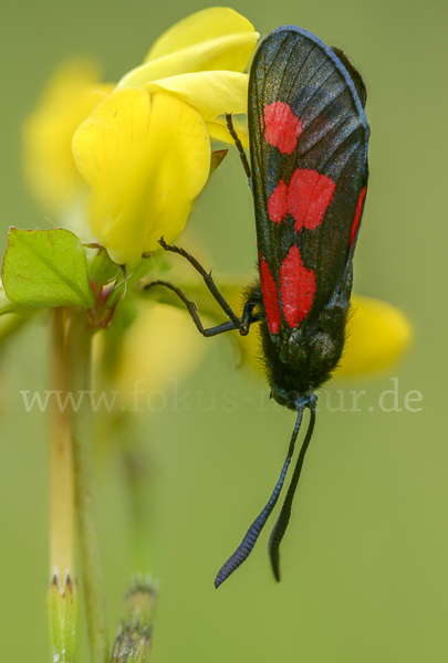 Klee-Widderchen (Zygaena trifolii)