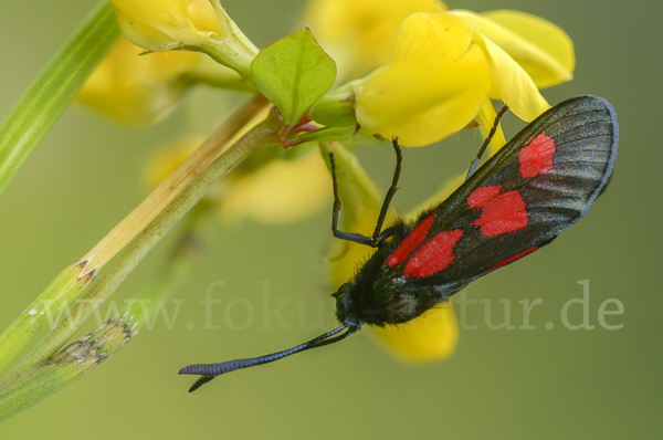 Klee-Widderchen (Zygaena trifolii)