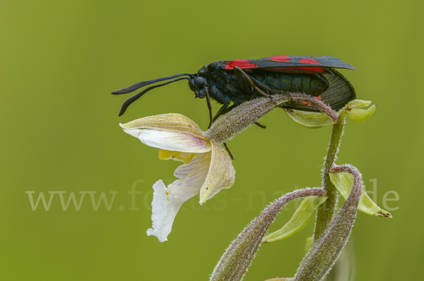 Klee-Widderchen (Zygaena trifolii)