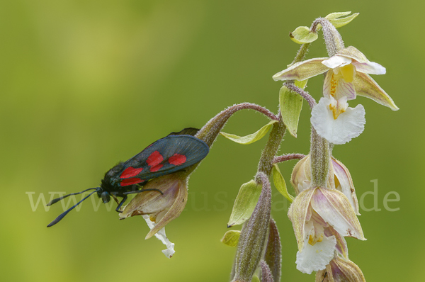 Klee-Widderchen (Zygaena trifolii)