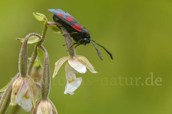 Klee-Widderchen (Zygaena trifolii)