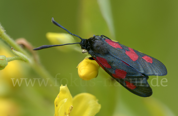 Klee-Widderchen (Zygaena trifolii)