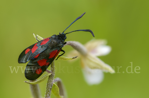 Klee-Widderchen (Zygaena trifolii)