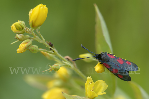 Klee-Widderchen (Zygaena trifolii)