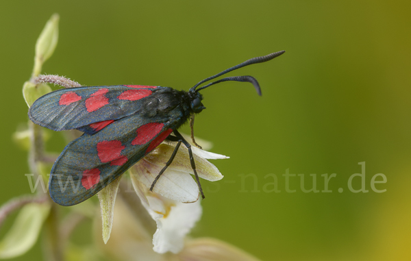 Klee-Widderchen (Zygaena trifolii)