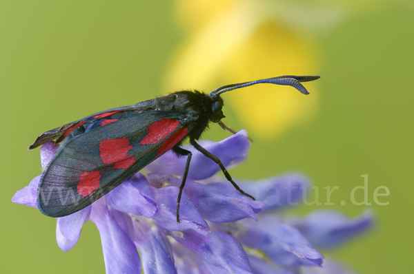 Klee-Widderchen (Zygaena trifolii)