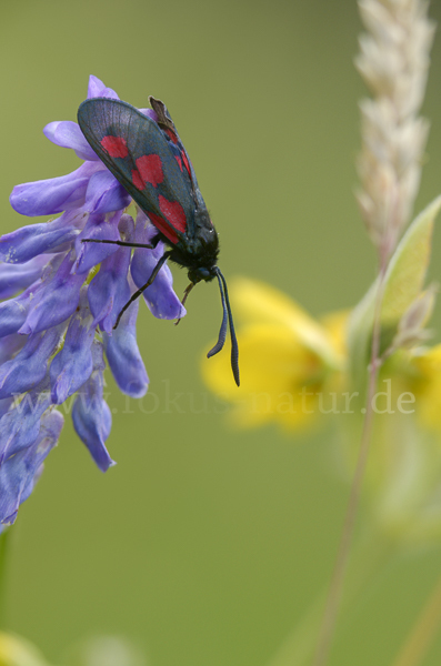 Klee-Widderchen (Zygaena trifolii)