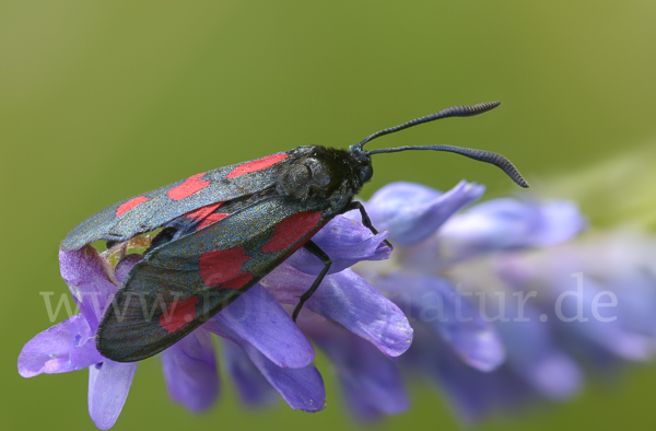 Klee-Widderchen (Zygaena trifolii)