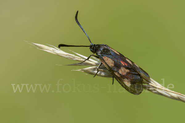 Klee-Widderchen (Zygaena trifolii)