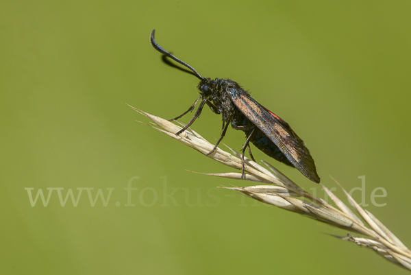 Klee-Widderchen (Zygaena trifolii)