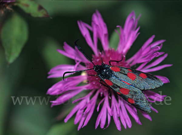 Klee-Widderchen (Zygaena trifolii)