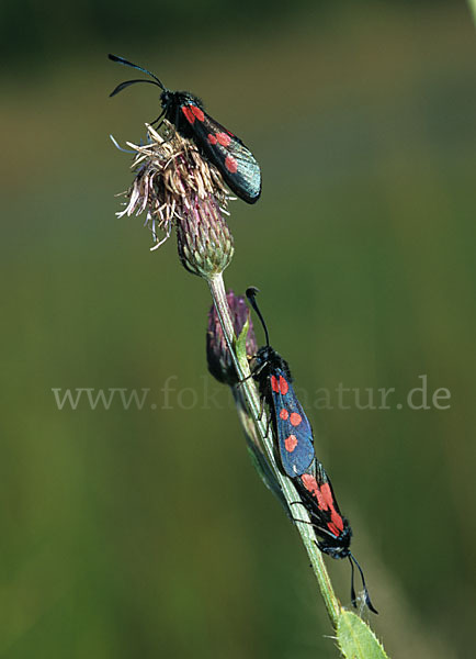 Klee-Widderchen (Zygaena trifolii)