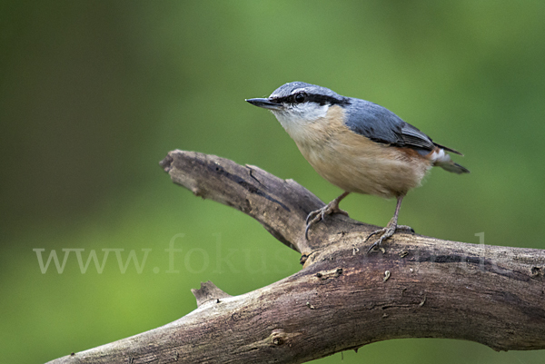 Kleiber (Sitta europaea)