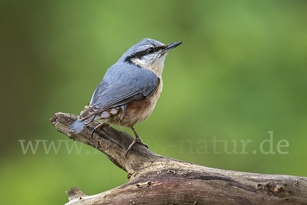 Kleiber (Sitta europaea)