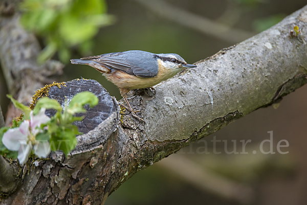 Kleiber (Sitta europaea)