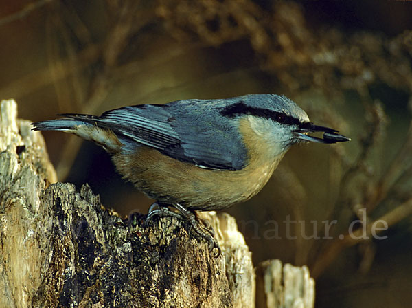 Kleiber (Sitta europaea)