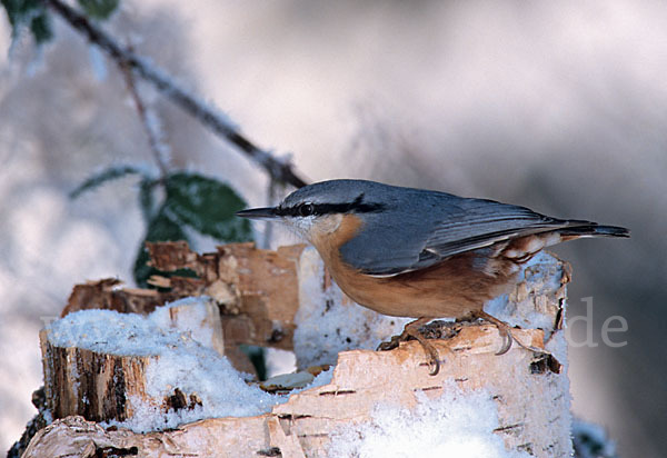 Kleiber (Sitta europaea)