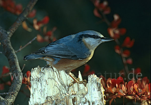 Kleiber (Sitta europaea)