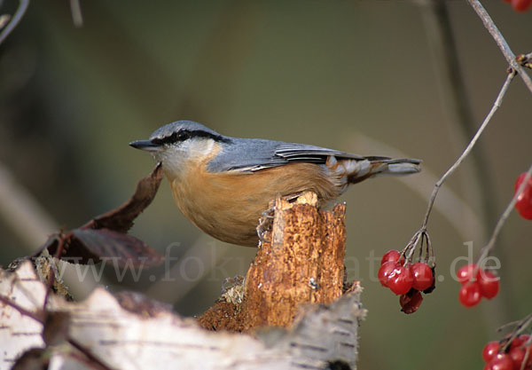 Kleiber (Sitta europaea)