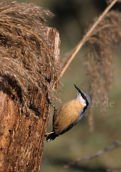 Kleiber (Sitta europaea)