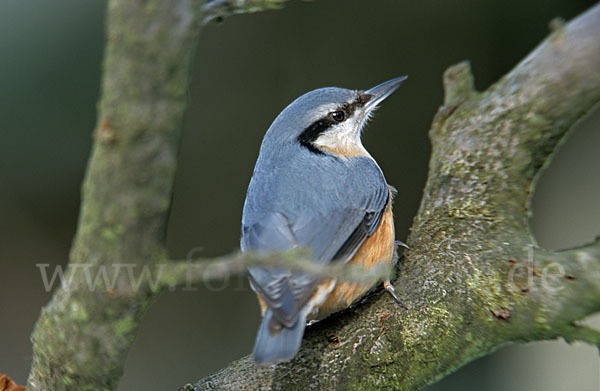 Kleiber (Sitta europaea)