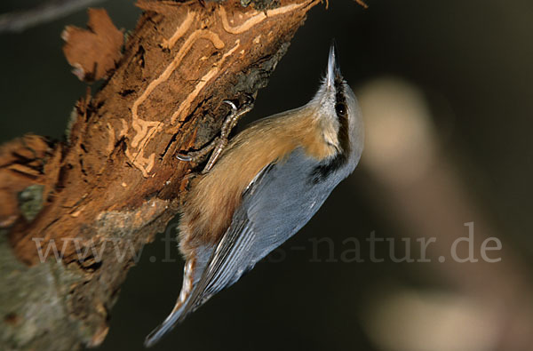 Kleiber (Sitta europaea)