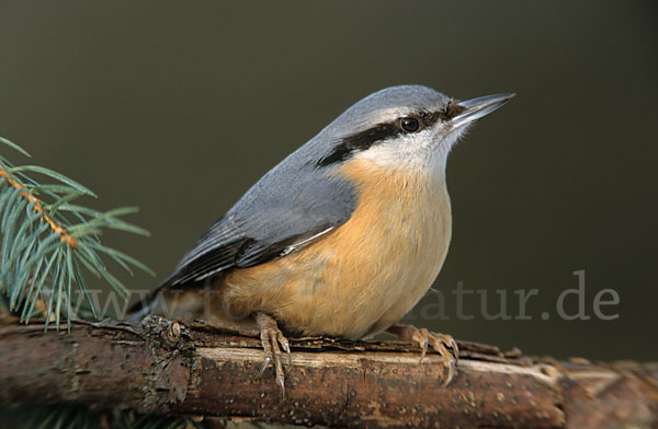 Kleiber (Sitta europaea)