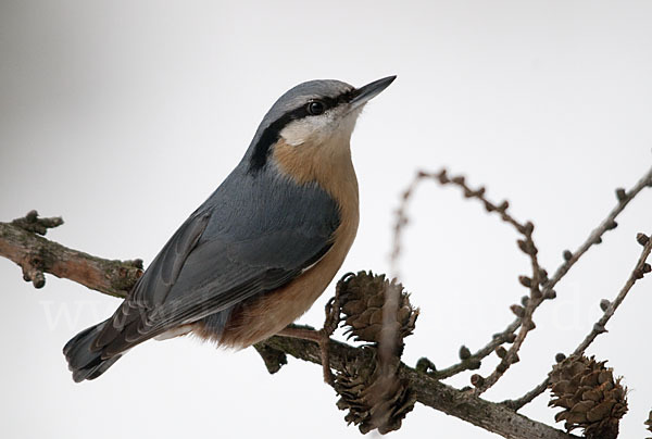 Kleiber (Sitta europaea)