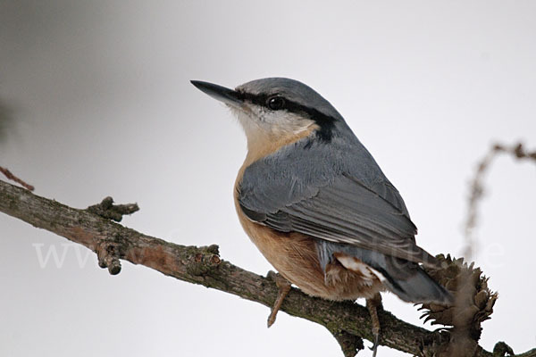 Kleiber (Sitta europaea)