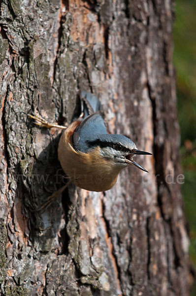 Kleiber (Sitta europaea)