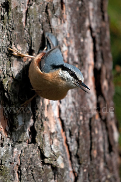 Kleiber (Sitta europaea)