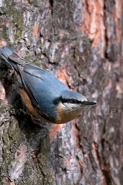 Kleiber (Sitta europaea)